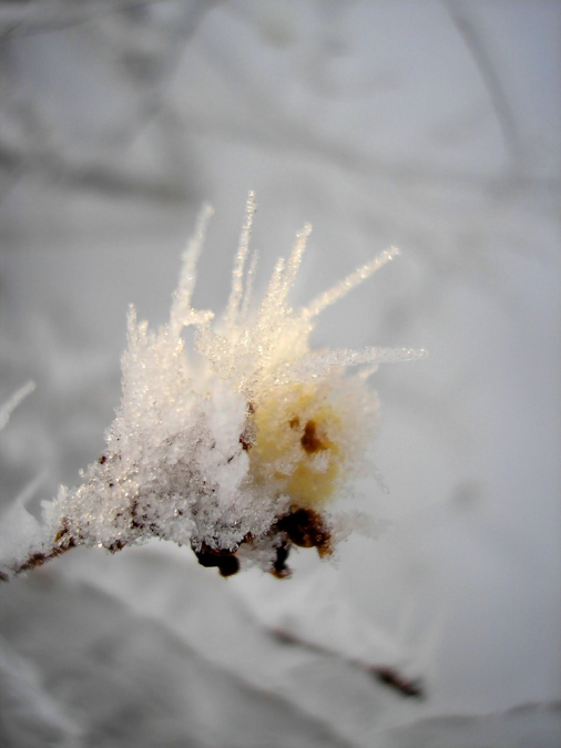 2010_12_18%20Frostlandschaft%20(23)