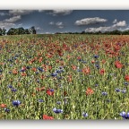 2012-06-02 Mohn- und Kornblumen_3613_tonemapped_rahmen